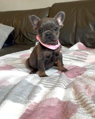 Cuccioli di bulldog francese Micro Blu tan