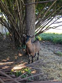 Capra tibetana femmina