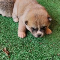 Akita
