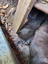 gattini neri di montagna gratis