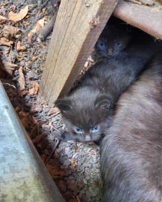 gattini neri di montagna gratis