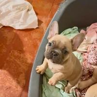 Bulldog francese