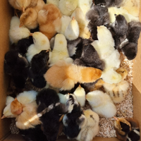 Pulcini Marans Araucana e ovaiole