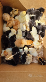 Pulcini Marans Araucana e ovaiole