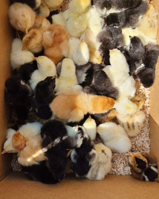 Pulcini Marans Araucana e ovaiole