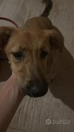 Incrocio tra Pitt bull e pastore tedesco