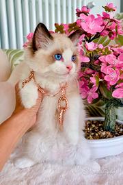 Gattino RAGDOLL pedigree AGI
