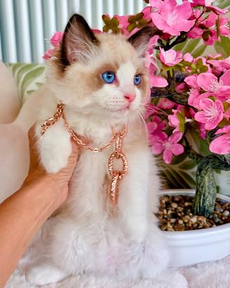 Gattino RAGDOLL pedigree AGI