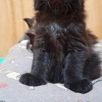 Cuccioli Maine Coon con Pedigree
