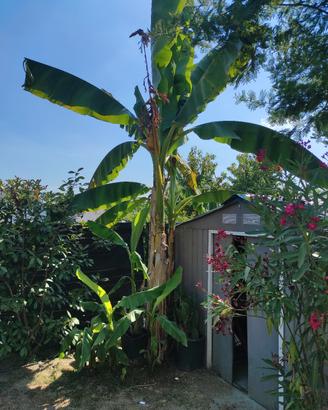 Piante di banani