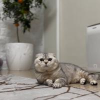 Scottish Fold per accoppiamento