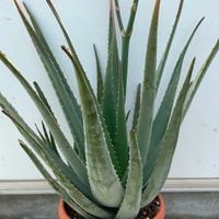 pianta Aloe Vera biologica