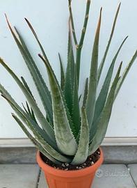 pianta Aloe Vera biologica