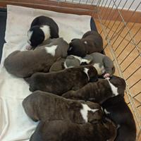 Cuccioli di Amstaff