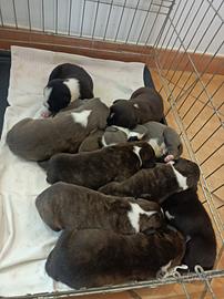 Cuccioli di Amstaff