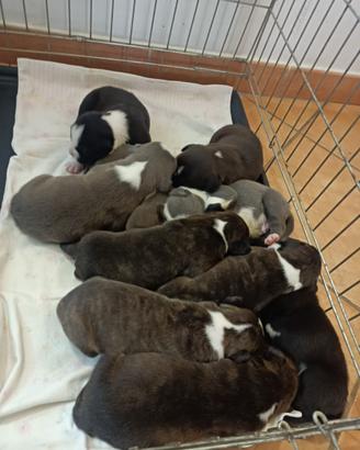 Cuccioli di Amstaff