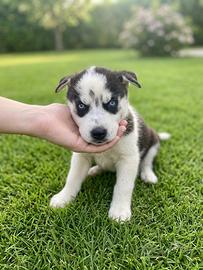 Cuccioli di Siberian Husky