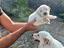 Immagine 4