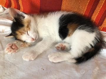 Gattina Calico 1mese già svezzata