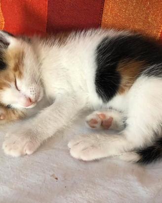 Gattina Calico 1mese già svezzata
