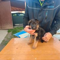 Cuccioli di pastore tedesco