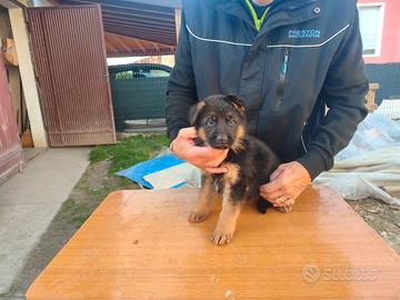 Cuccioli di pastore tedesco