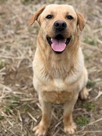 RIO, stupendo mix LABRADOR dolcissimo