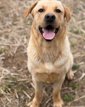 RIO, stupendo mix LABRADOR dolcissimo