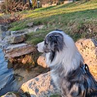 Border Collie Blue Merle