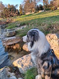 Border Collie Blue Merle