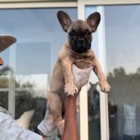 Bulldog francese cucciola fulva
