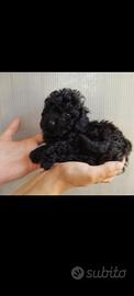 Cucciolo di barboncino toy