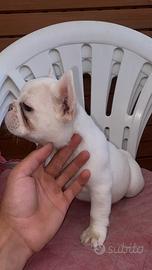 Cuccioli buldog francese