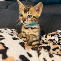 Cucciolo gatto bengala brown tabby spotted