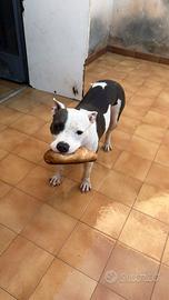 Pitbull