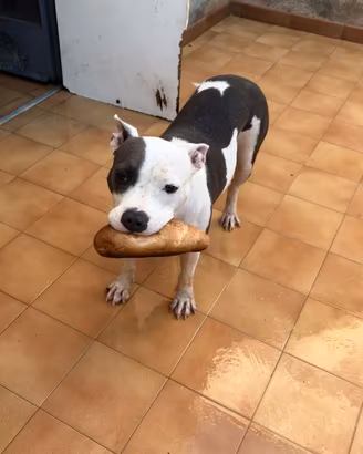 Pitbull