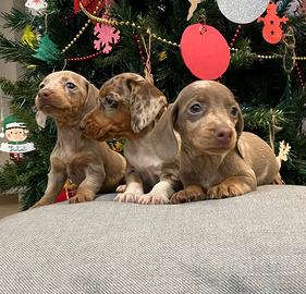 Cuccioli bassotto isabella arlecchino