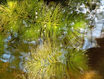 Piante acquatiche