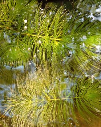 Piante acquatiche