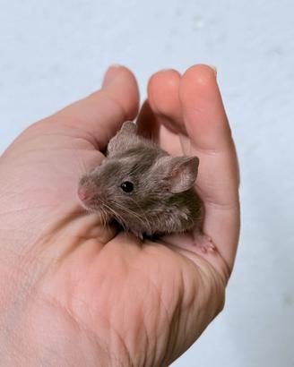 Topi domestici da compagnia di diverse varietà
