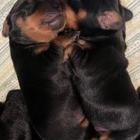 Cucciolo di bassotto