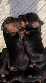 Cucciolo di bassotto