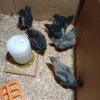 Pulcini di gallina australorp puri