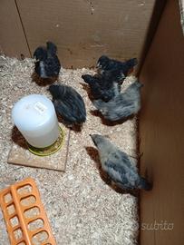 Pulcini di gallina australorp puri