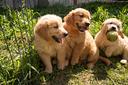 golden-retriever-cuccioli
