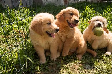 Golden retriever cuccioli