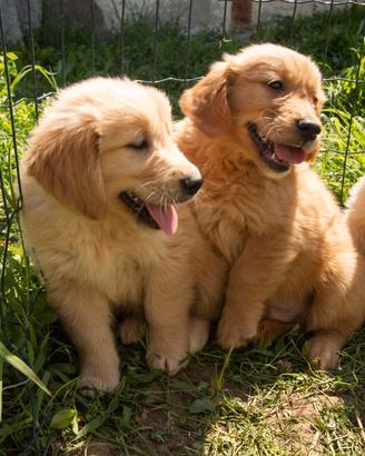 Golden retriever cuccioli