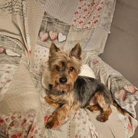 Yorky in adozione