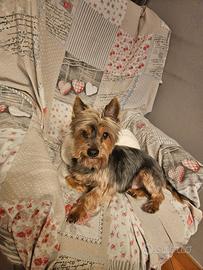 Yorky in adozione