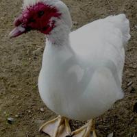 Ultimo maschio di anatra muta colorazione bianca